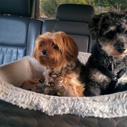10 sfaturi pentru transportul câinilor în mașină